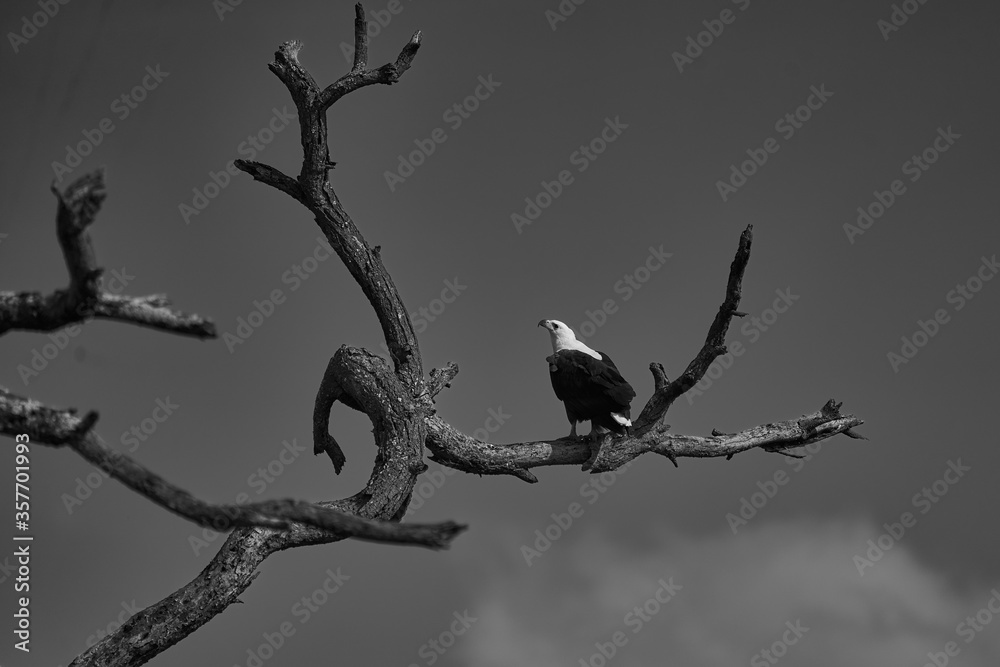 African Fish Sea Eagle Catching Fish Lake Hunting Haliaeetus vocifer African Fish Sea Eagle Catching Fish Lake Hunting Haliaeetus vocifer