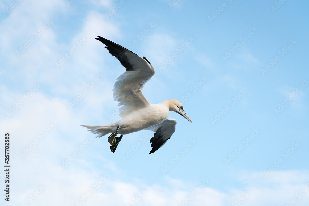 Fototapeta premium Lovely detail picture of the Northern gannets on the german Helgoland island in Nord sea