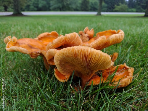 jack-o-lantern mushrooms on a lawn