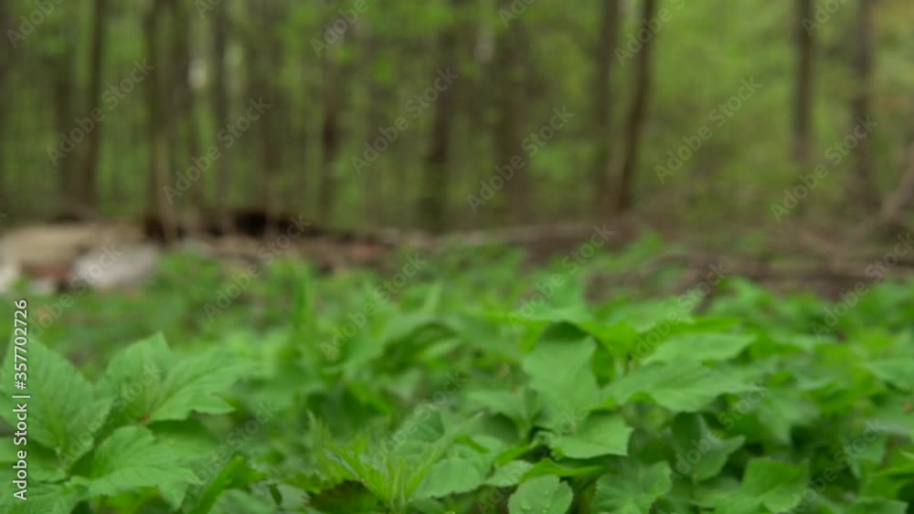 Debris in the forest against nettles, grass and greenery. Happy bright colors Debris in the forest against nettles, grass and greenery. Happy bright colors
