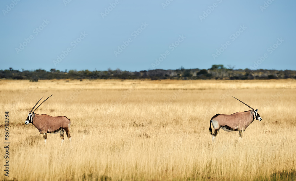 Two southern oryx (Oryx gazella) in Namibia Two southern oryx (Oryx gazella) in Namibia