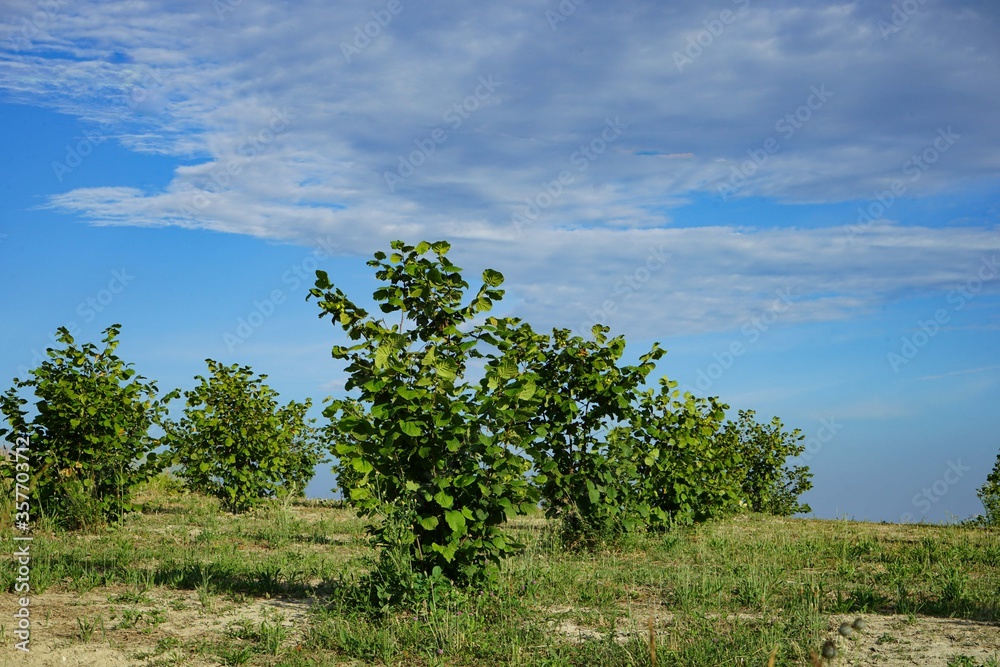 A field with hazelnut trees