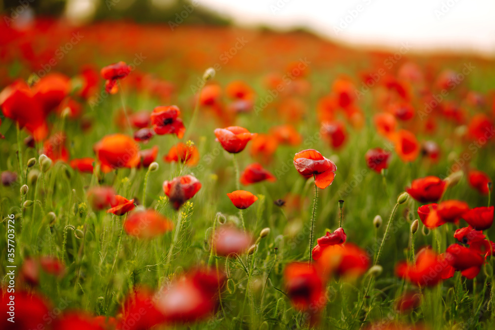 Poppy field at sunset. Poppy meadow in the beautiful light of the evening sun. 