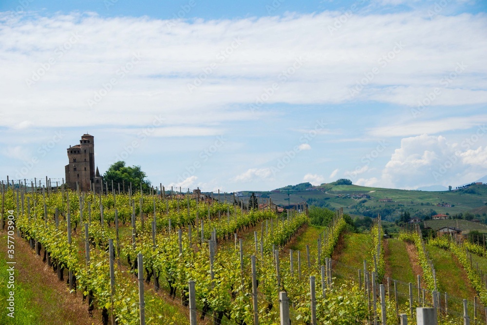 Vineyards on the Langhe Hills, Piedmont - Italy