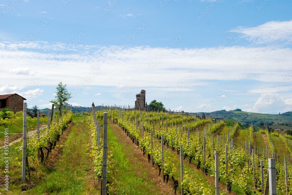 Vineyards on the Langhe Hills, Piedmont - Italy