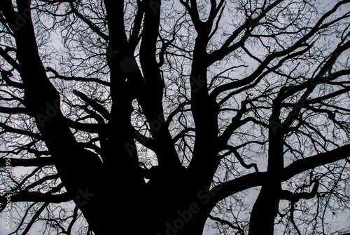 Shadow of a Oak trunk with gray sky photo