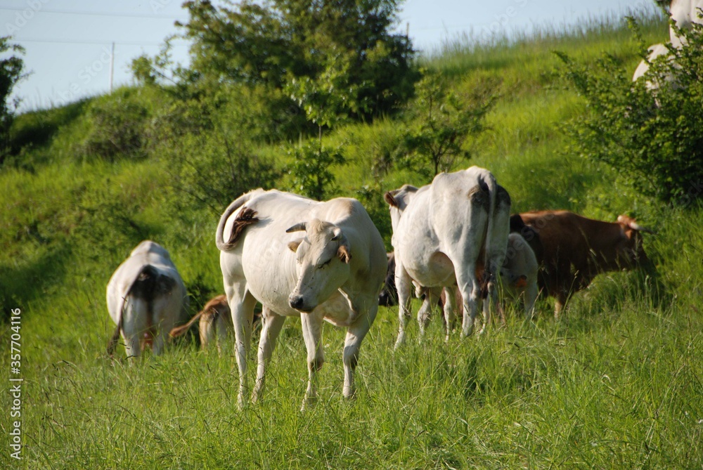 Cows grazing