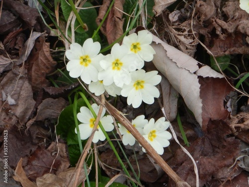 Wallpaper Mural A group of primroses in a wood Torontodigital.ca