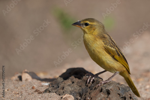 Yellow fronted canary Crithagra mozambica yellow eyed finch Portrait © rocchas75