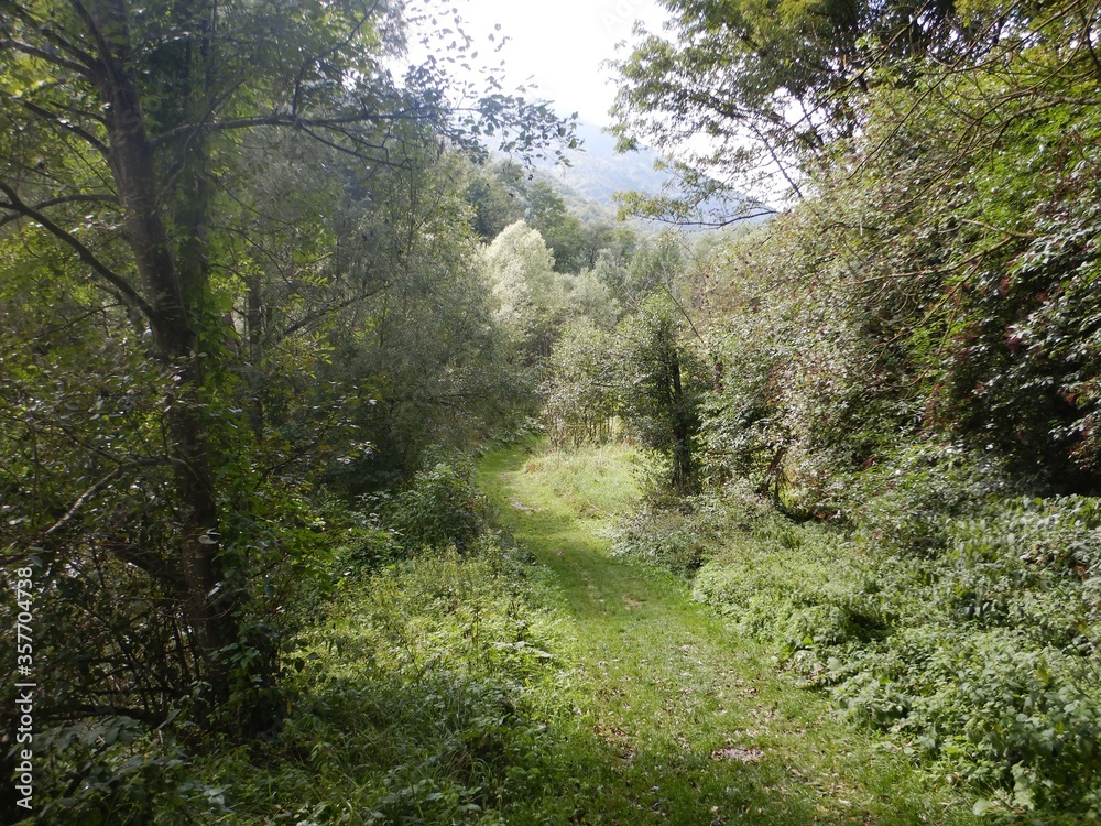 Forest path in Sampeyre - Italy