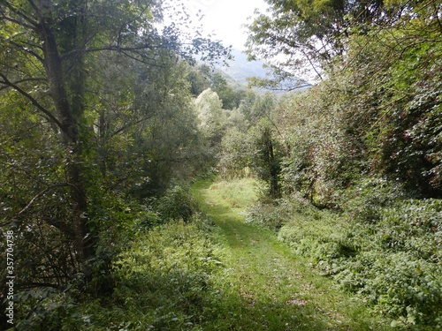 Forest path in Sampeyre - Italy