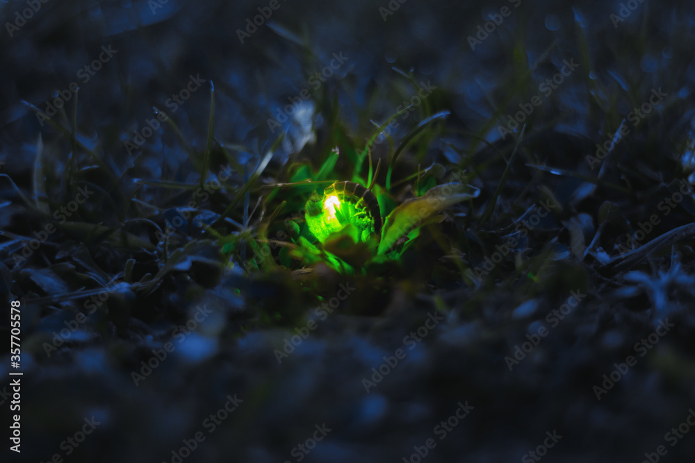 Glowworm (Lampyris noctiluca) showing light on the grass. These