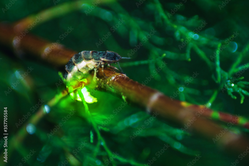 Glowworm (Lampyris noctiluca) showing light on the grass. These