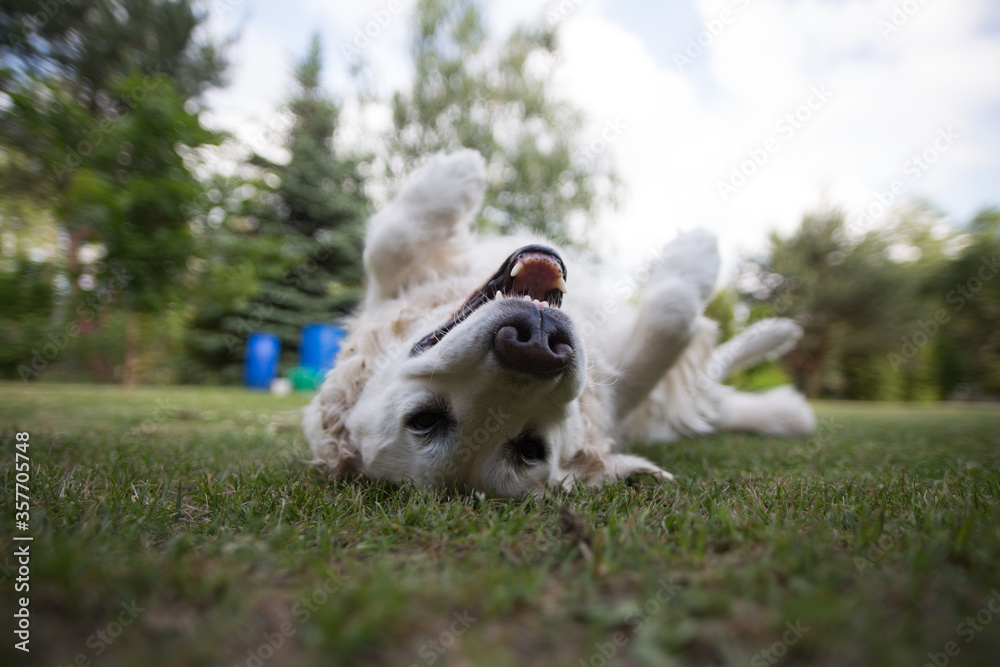 golden retriever, playing with the dog in the grass, golden retriever playing golden retriever, playing with the dog in the grass, golden retriever playing