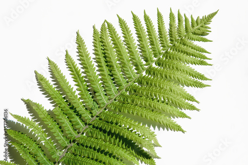 minimalism style  fern leaf on paper background