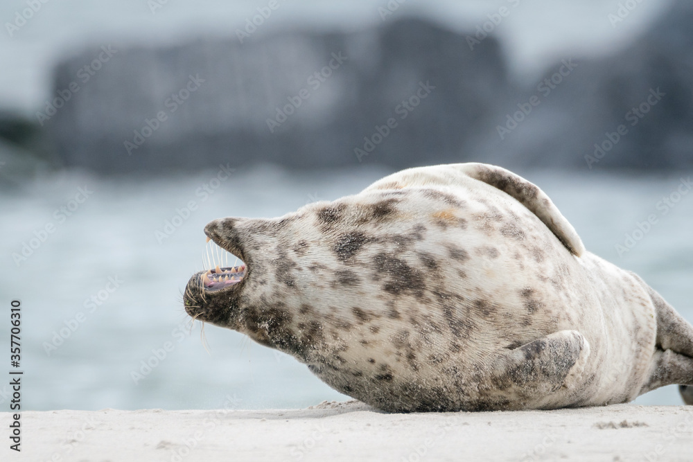 The harbor seal (Phoca vitulina) in Helgoland, Germany The harbor seal (Phoca vitulina) in Helgoland, Germany