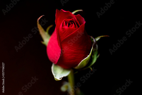 red rose