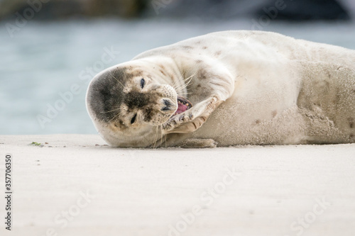 The harbor  seal (Phoca vitulina) in Helgoland, Germany