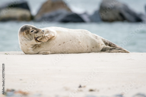 The harbor seal (Phoca vitulina) in Helgoland, Germany