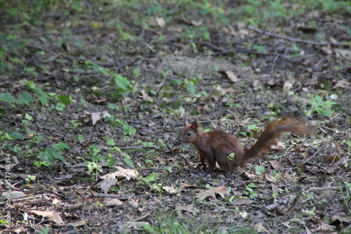 wiewiorka zwierzaki park drzewa liscie natura