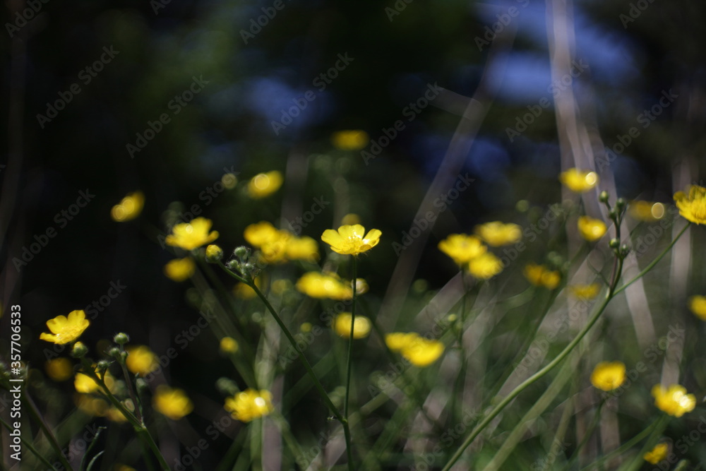 Obraz premium yellow flower