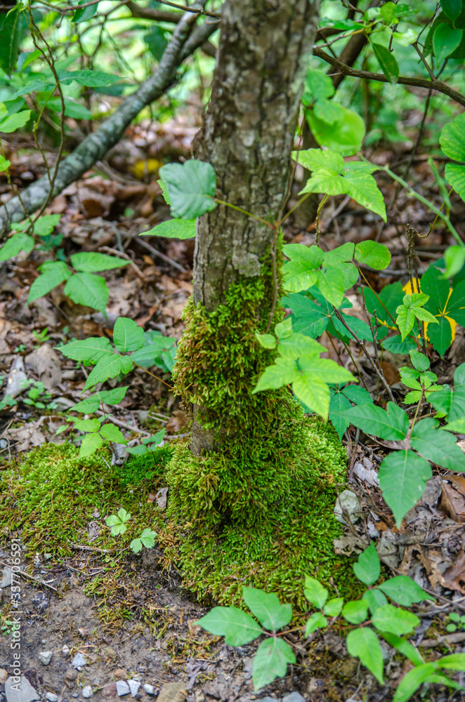 mossy tree trunk in cloudland canyon state park, georgia, usa mossy tree trunk in cloudland canyon state park, georgia, usa