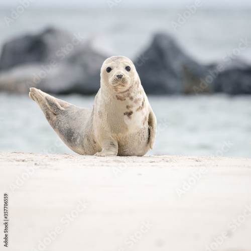 The harbor  seal (Phoca vitulina) in Helgoland, Germany