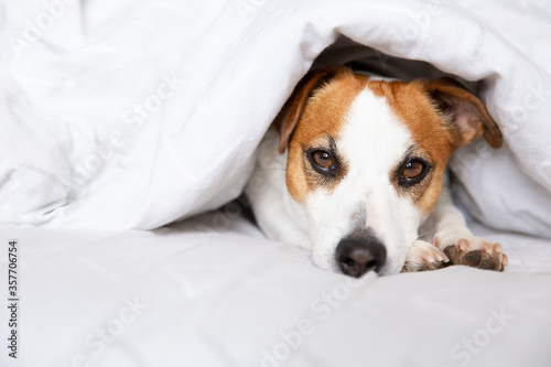 A beautiful dog, Jack Russell Terrier, lies on a bed under a blanket on his stomach, stretches his legs forward, looks at the camera. Thoroughbred animal. Brown eyes, black nose. Dog Day. Pets Day. © Natalia