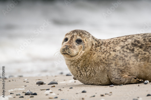 The harbor  seal (Phoca vitulina) in Helgoland, Germany © Peter Ruijs