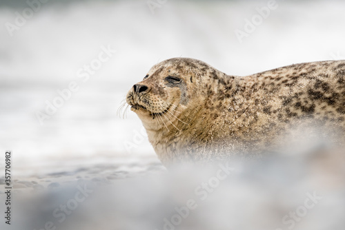 The harbor seal (Phoca vitulina) in Helgoland, Germany