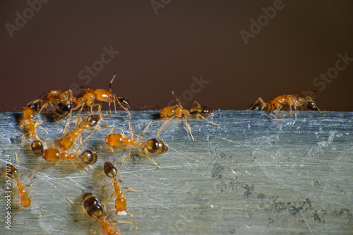 Fotografie, Obraz Group of pharaoh ants roaming around for food