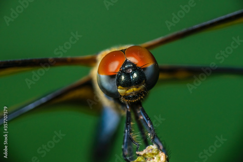 A macro shot of a dragonfly with selective focusing on its head