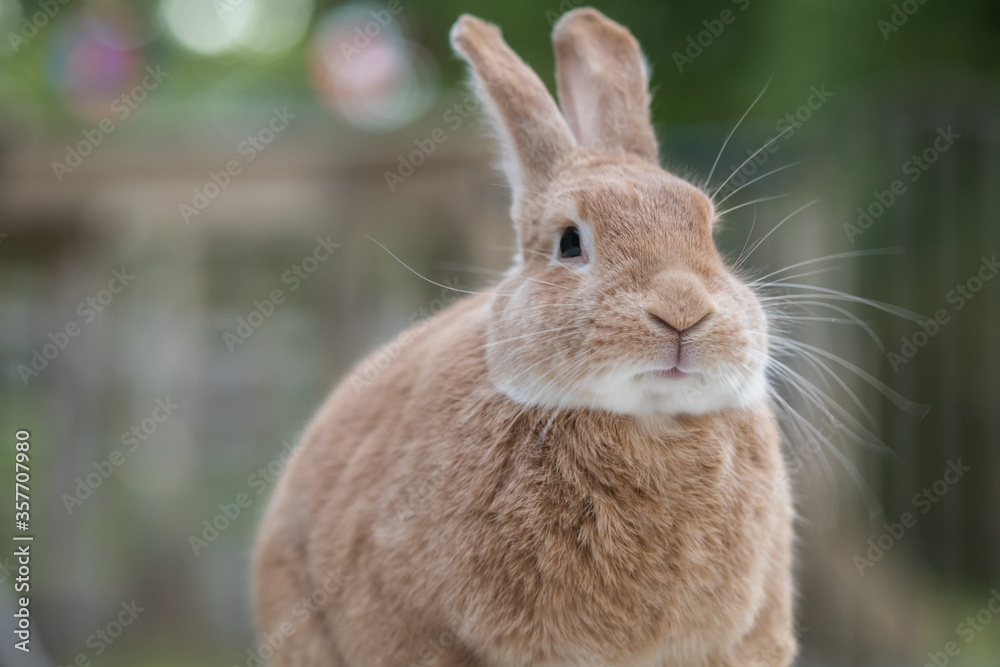 Fototapeta premium Rufus Rabbit profile sitting on the deck at dusk in soft beautiful light