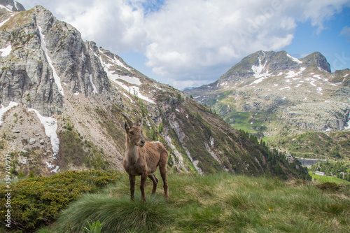 the ibex of the Bergamo Alps