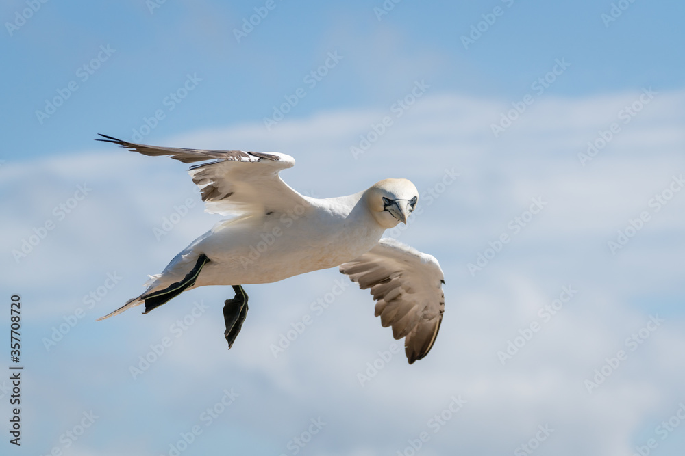 Lovely detail picture of the Northern gannets on the german Helgoland island in Nord sea Lovely detail picture of the Northern gannets on the german Helgoland island in Nord sea