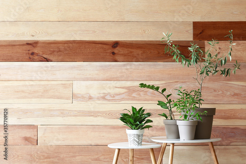 Indoor houseplants on white...