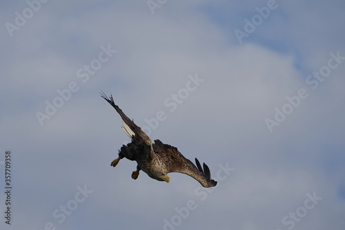 White tailed Eagle Catching eel Raptor Lake Hunting Dive