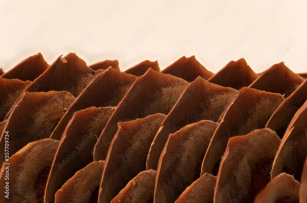 Fototapeta premium close up of a pine cone