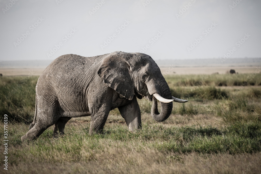 Elephant in Amboseli National Park, kenya, Africa