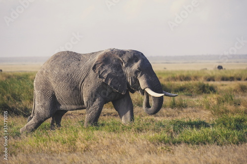 Elephant in Amboseli National Park  kenya  Africa