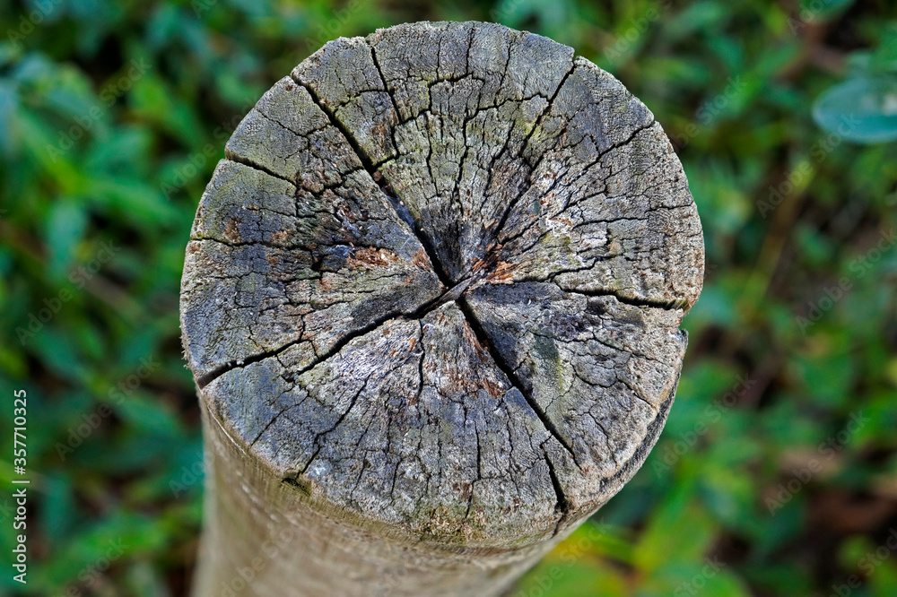 Fotografie Cut tree trunk at the tropical rain forest