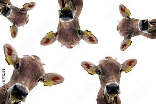 Weißer Hintergrund mit Köpfen von einem jungen hübschen Braunvieh. Collage mit einem Kuhkopf © Astrid Gast