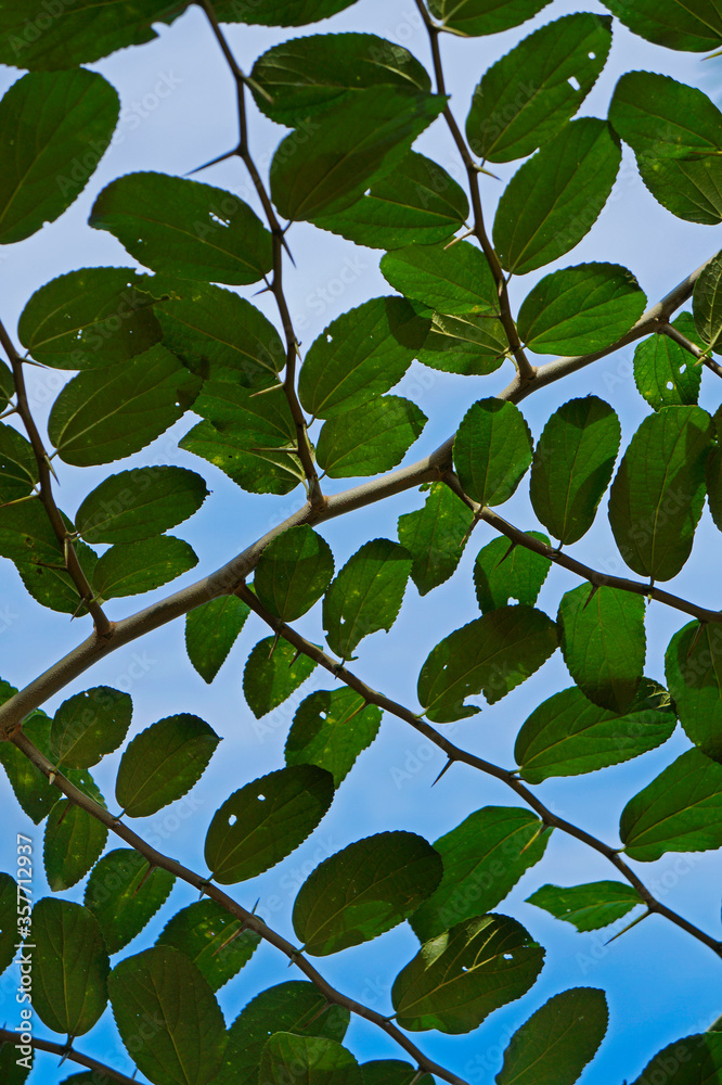 Leaves pattern background and blue sky