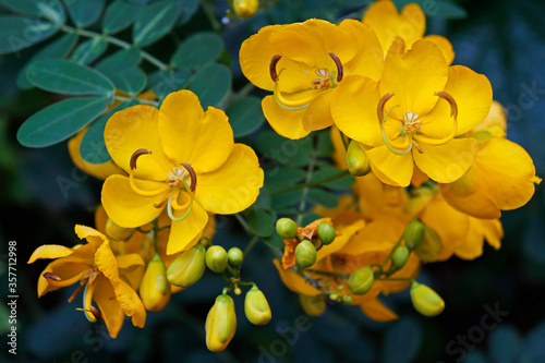 Cassia flowers (Cassia surattensis) on tree