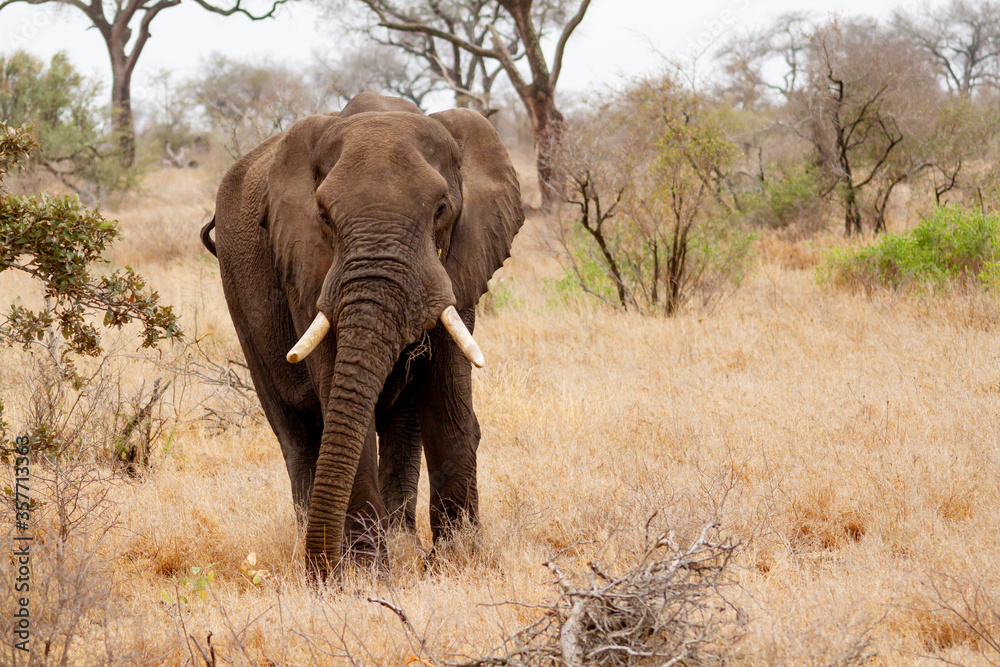 Adult male elephant  in the Kruger National Park in South Africa.