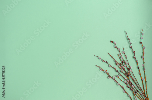 Willow branches on a green background, copy space, flat lay
