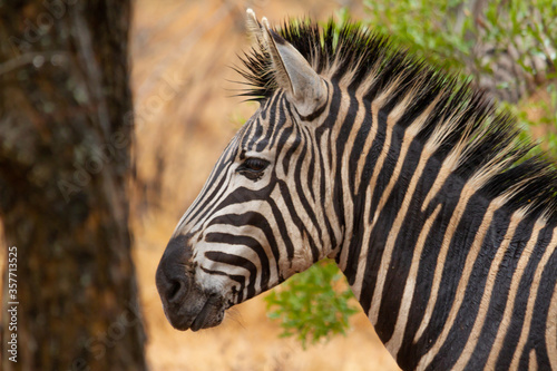 Common zebra on the savanna in the Kruger National Park in South Africa.