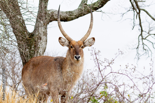 Male Kudu antelope among bushes  in the Kruger National Park in South Africa.