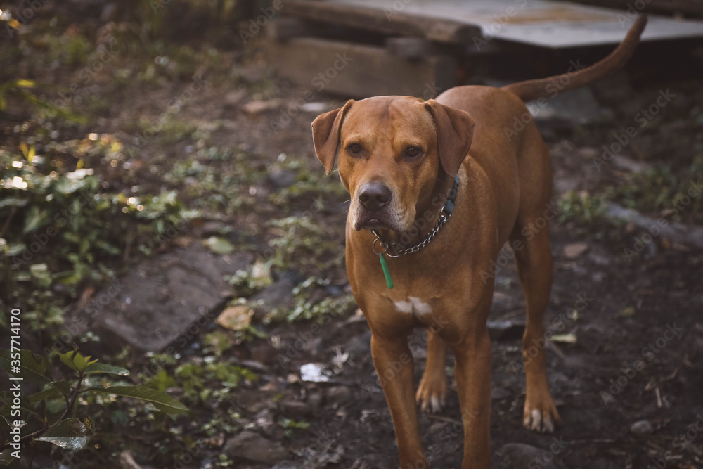 Brown vizsla dog breed exploring outdoors Brown vizsla dog breed exploring outdoors