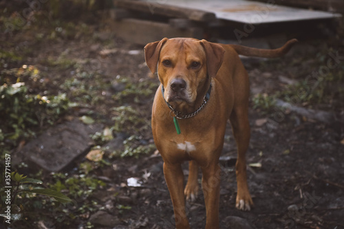 Brown vizsla dog breed exploring outdoors